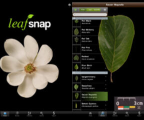 10 Best Plant Identification Apps to use in 2023